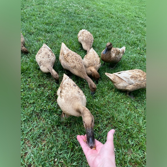 Meet your Posher, Teresa or “Tee” - Picture 2 of 7